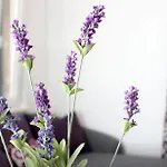 Apartment Lavanda *